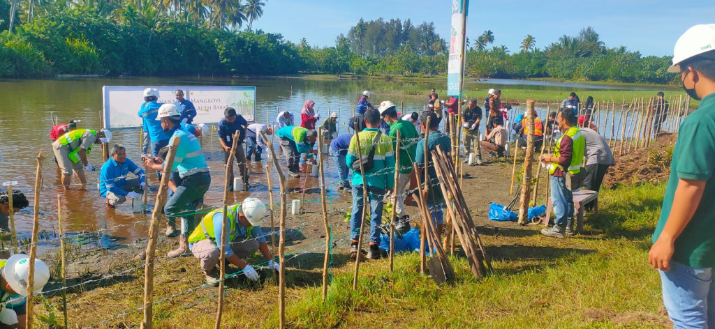 Budidaya Mangrove untuk meningkatkan wisata pantai Peunaga Cut Ujong mendatang