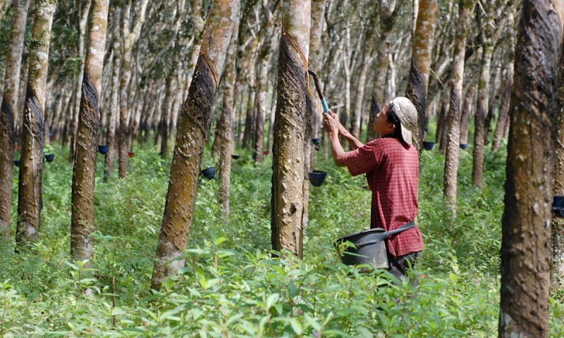 Pertanian karet yang menjadi tumpuan pendapatan utama warga Peunaga Cut Ujong sejak dulu