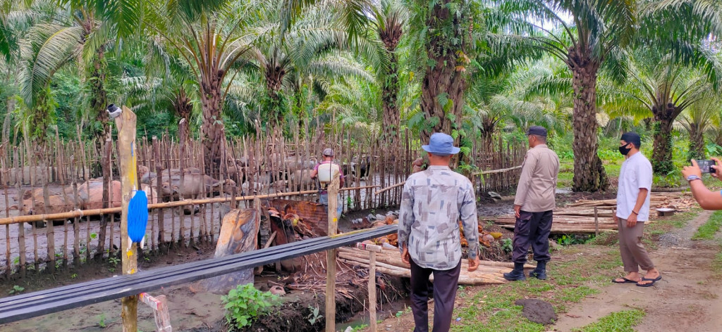 Budaya ternak sapi potong untuk mrningkatkan pendapatan warga